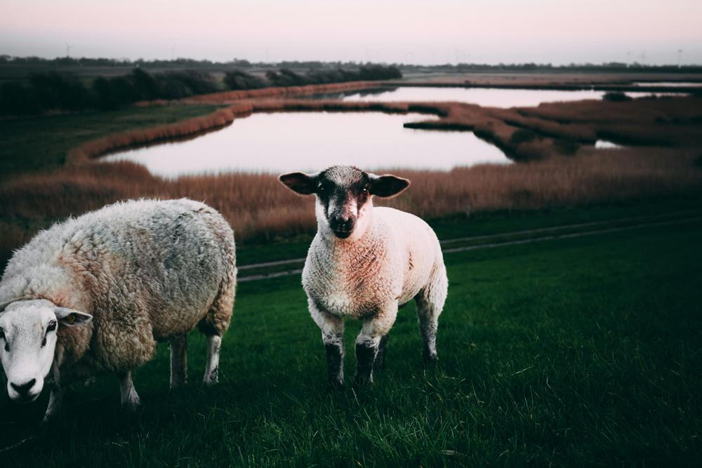 Merino wool