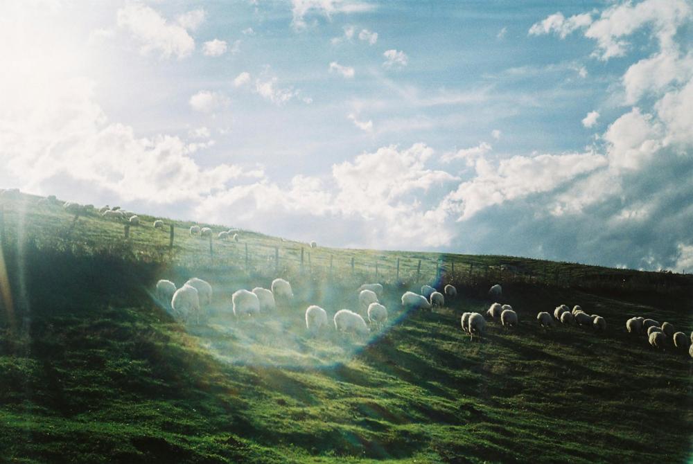 Merino wool